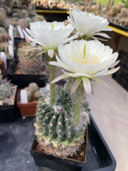 Pseudolobivia ancistrophora